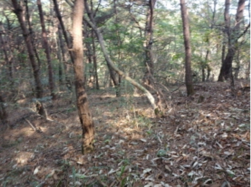 2024타경4341 충청남도 당진시 고대면 옥현리 산298-6 임야 경매 이미지
