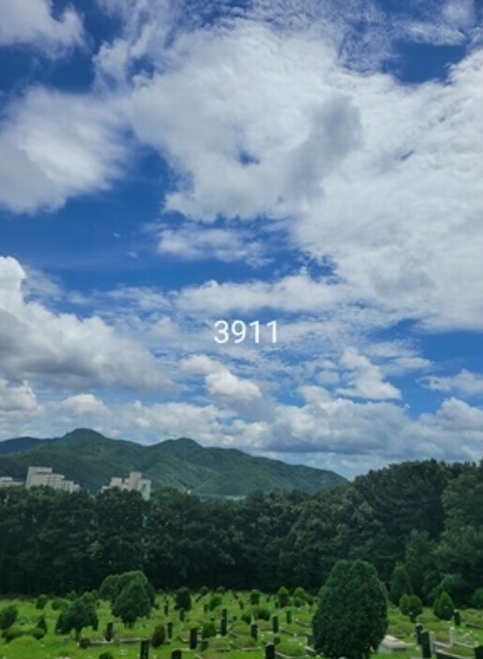 2024타경3911 부산광역시 기장군 정관읍 용수리 산129-1 임야 경매 이미지