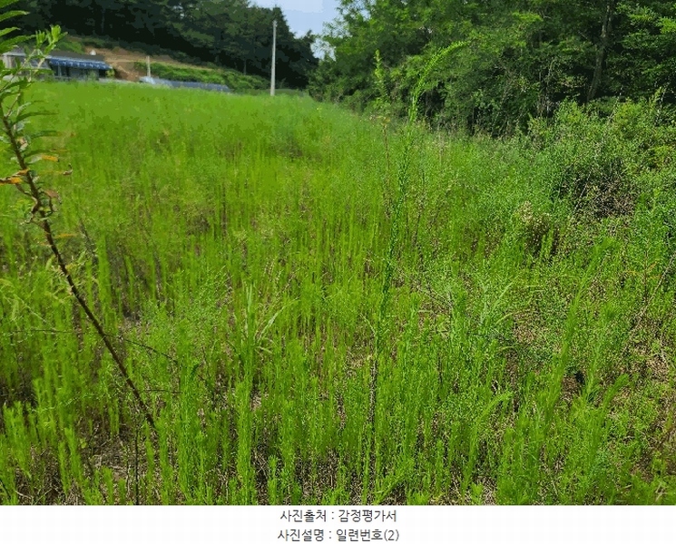 2025타경733 충청남도 태안군 안면읍 창기리 1262-1 농지 경매 이미지