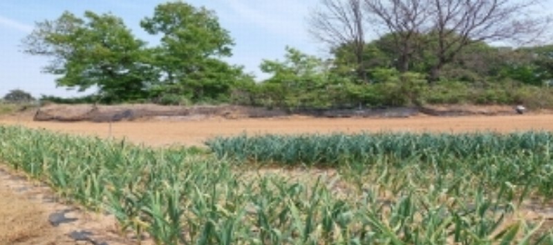 2024타경44892 경기도 평택시 포승읍 신영리 산36-8 임야 경매 이미지
