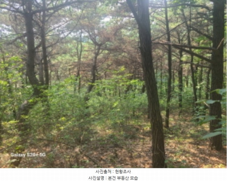 2024타경61151 경기도 시흥시 거모동 산91-2 임야 경매 이미지