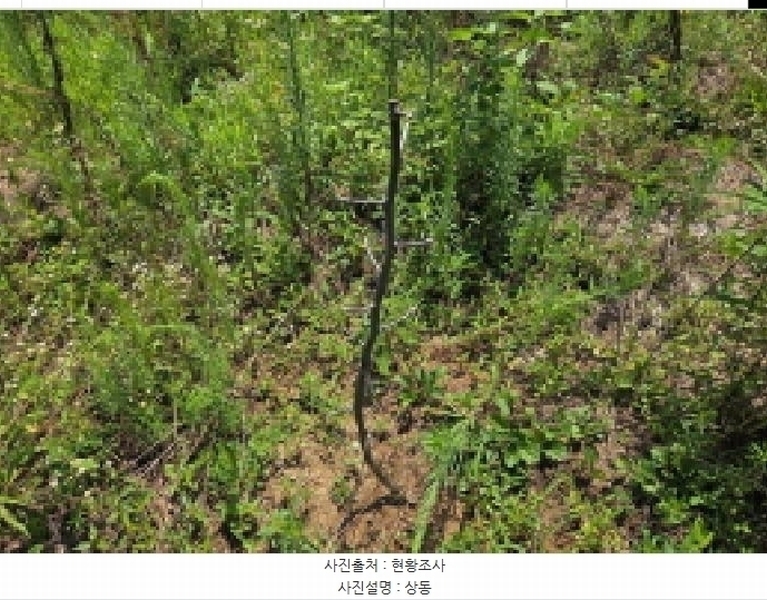 2025타경11880 충청남도 천안시 서북구 성환읍 율금리 500 과수원 경매 이미지