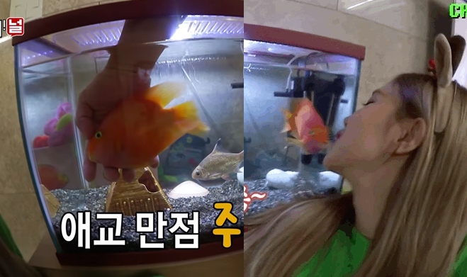 금붕어와 하이파이브를? 블랙핑크 로제의 반려물고기