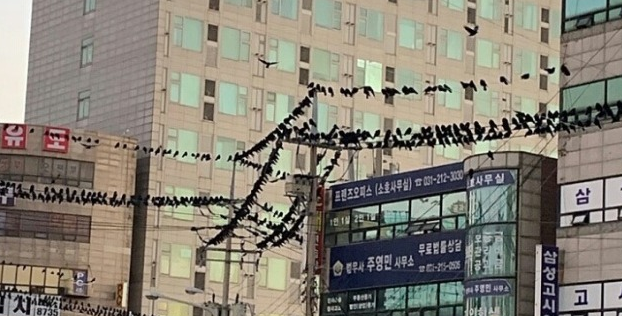 '떼까마귀'에 고통받는 수원, 배설물 테러에 정전까지...
