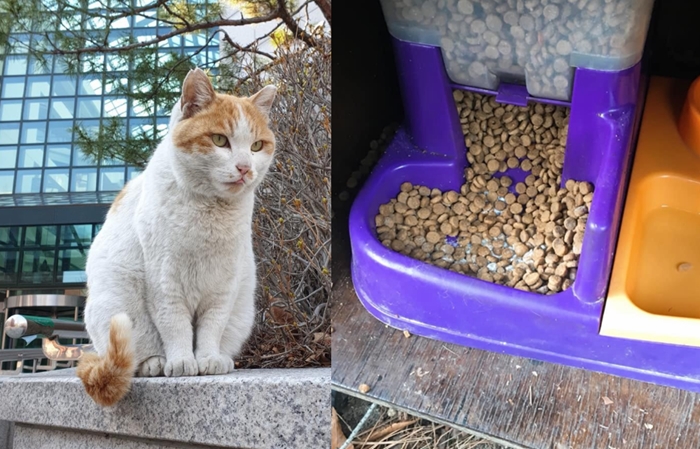 하룻밤 사이 사체로 발견된 국민대 고양이 유자, "사료에 하얀 가루가..."