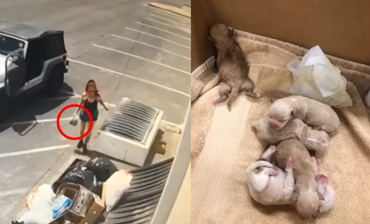 '비닐봉지'에 눈도 못 뜬 강아지 7마리 담아 버린 美 여성