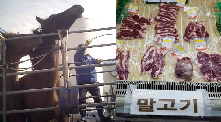 '경주마' 은퇴 이후의 삶 없다, "경기 후 3일 만에 도축장으로"