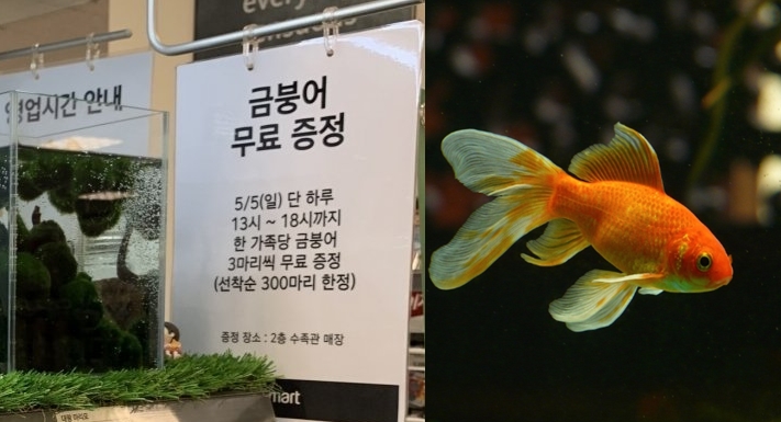 어린이날 기념으로 '금붕어 3마리' 증정하는 마트, 생명경시 논란