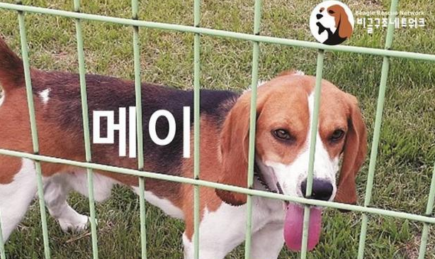 검역탐지견 동물 실험 의혹에 서울대 측 "이병천 교수, 의도적은 아냐"