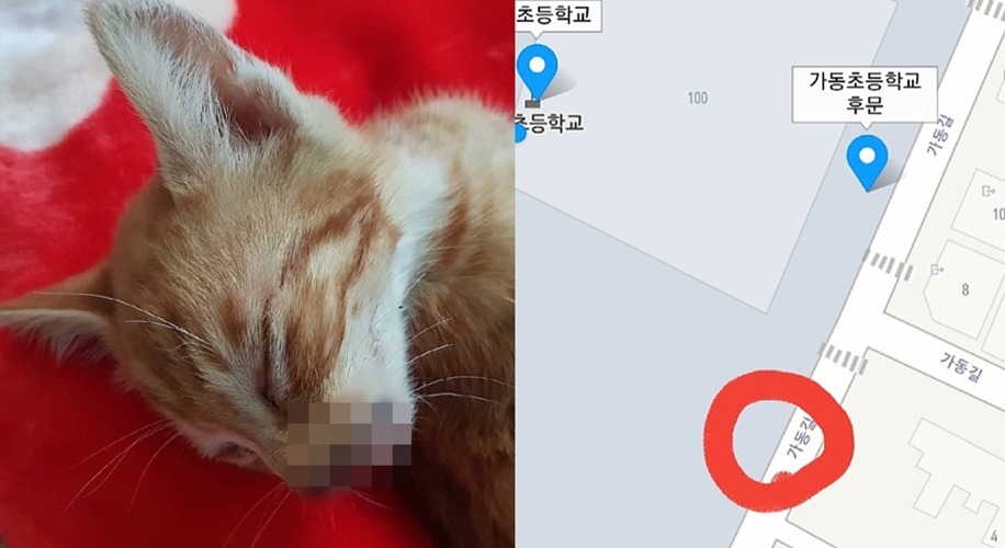 날카로운 물건에 코·입부분 잘린 채 유기된 고양이
