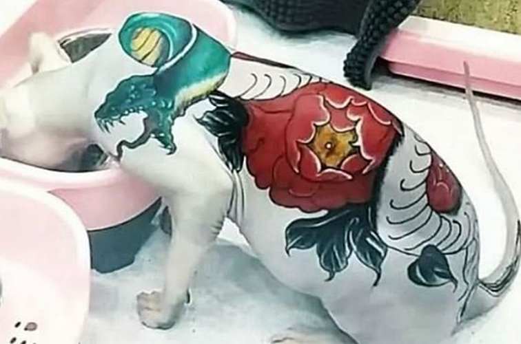 털없는 고양이 몸에 '부의 상징' 문신 새기는 중국인들