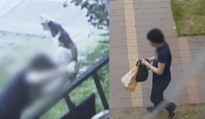 경의선 숲길서 고양이를 '패대기질'한 남성...세제 범벅 사료도 발견