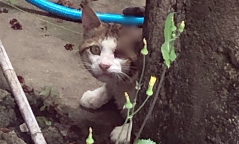 머리에 '못' 박힌 고양이 발견 돼... 구조 노력 중