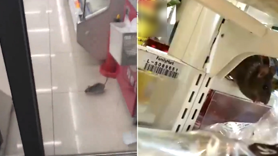 일본 도쿄 편의점에 갑자기 나타난 쥐떼... 해당 매장 '영업 중지'