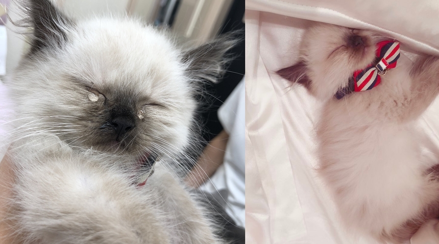 예방접종 맞은 아기고양이, 서러움에 '눈물 뚝뚝'