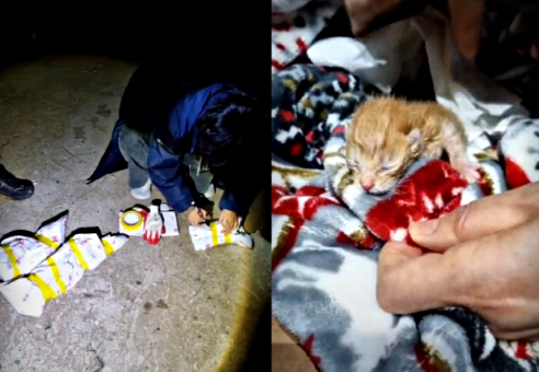 폐양식장서 고양이 잔혹 살육한 20대 검거